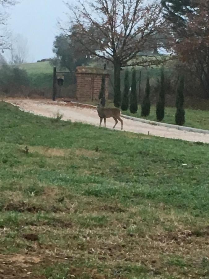 סינאלונגה Podere Abbazia B&B מראה חיצוני תמונה